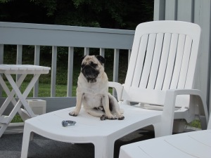Brother Bear S poolside.  Pugs don't swim, they sink!